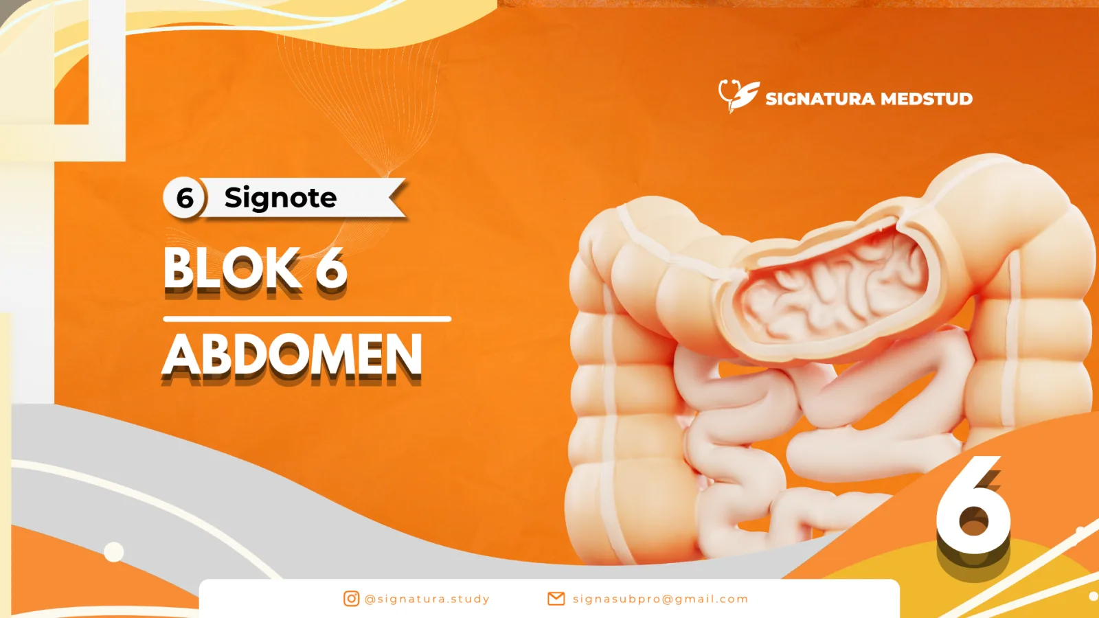 TO Blok 6 Abdomen
